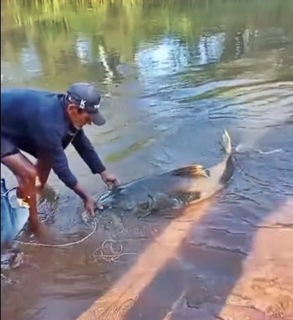Pescador de Porto Camargo fisga jaú de 80 quilos e devolve ao Rio Paraná